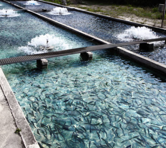 Fish Farming