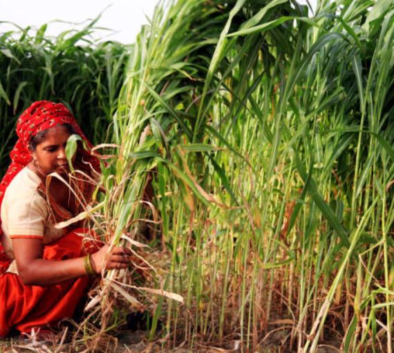 Animal Feed Production