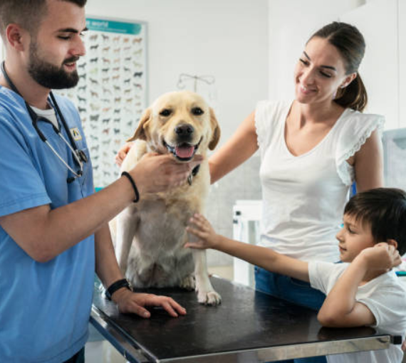 Vetertinery Services Business