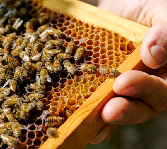 Honey Bee Farming