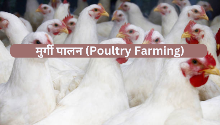 Poultry Farming